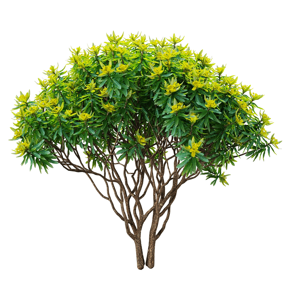 decoration - Euphorbia dentroides  4 3D Model