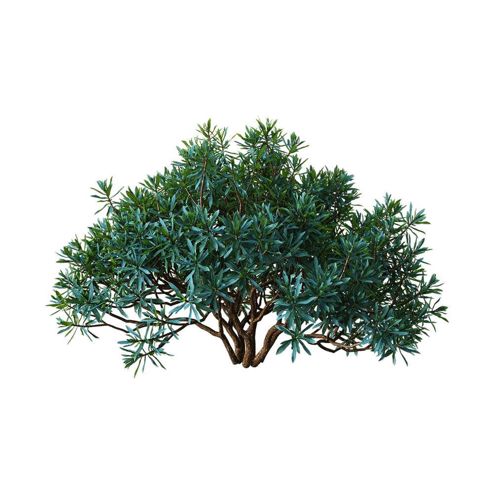 decoration - Euphorbia dentroides  5 3D Model