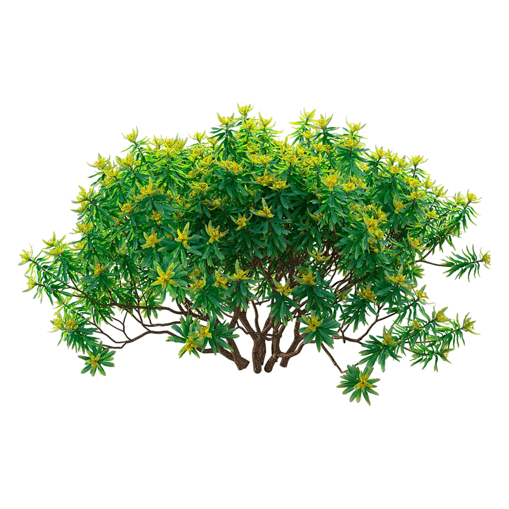 decoration - Euphorbia dentroides  6 3D Model