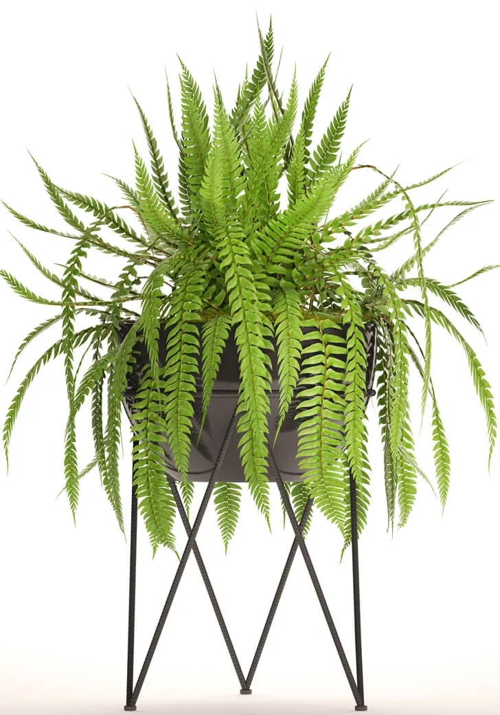 decoration - Fern in the pot 3D Model