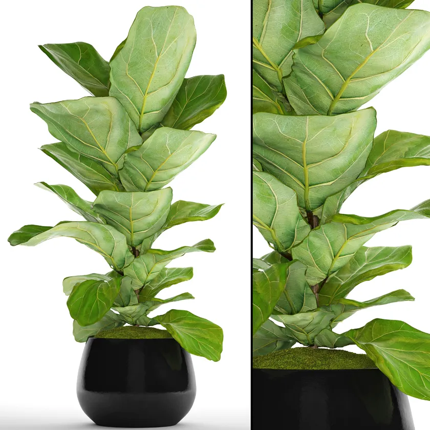 decoration - Ficus 002 3D Model