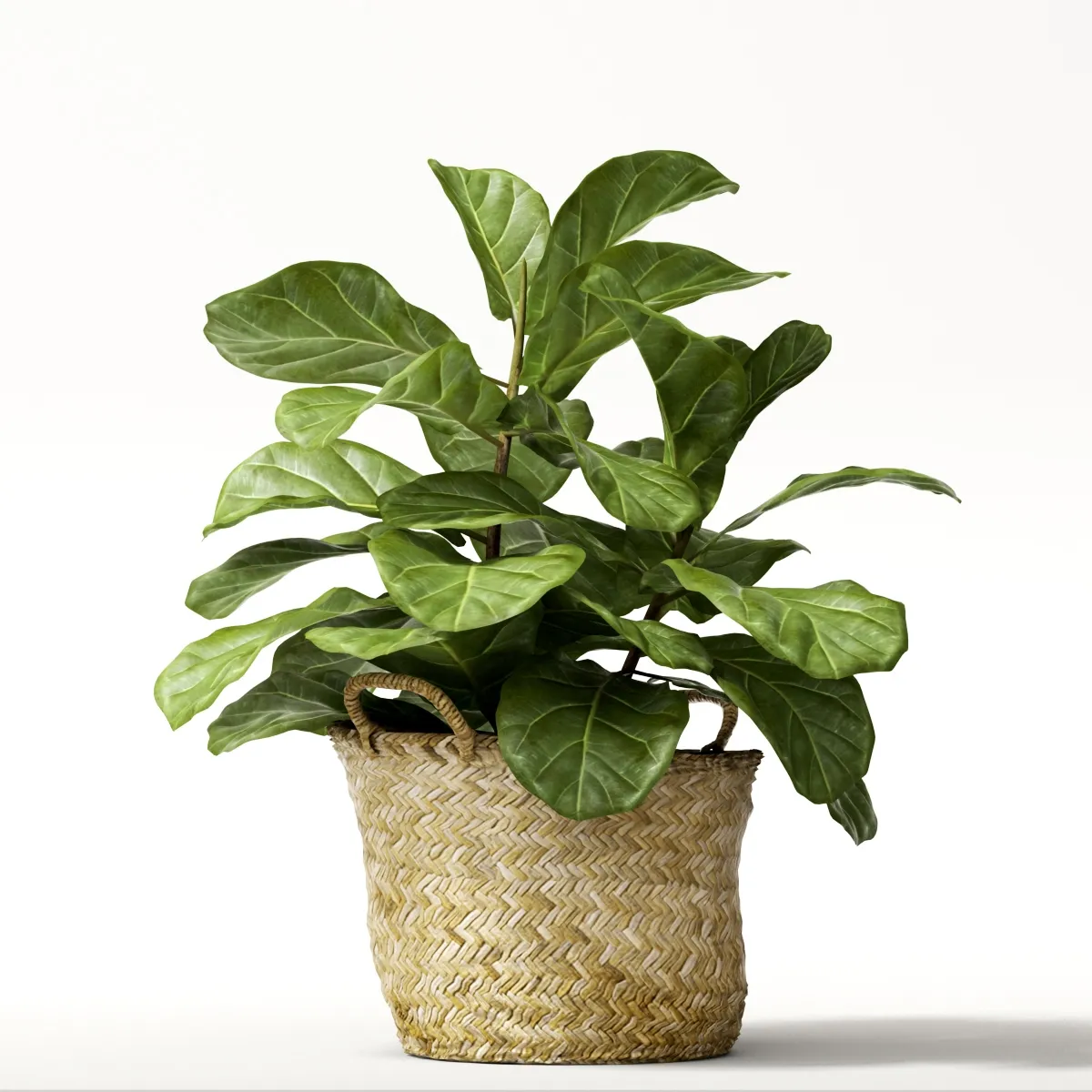 decoration - Ficus 01 3D Model