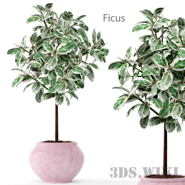 decoration - FICUS 2 BIG 3D Model