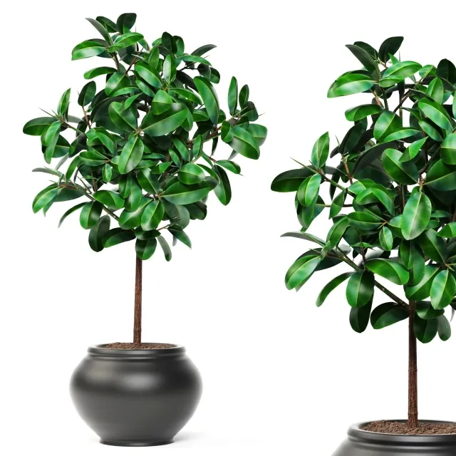 decoration - Ficus 3D Model