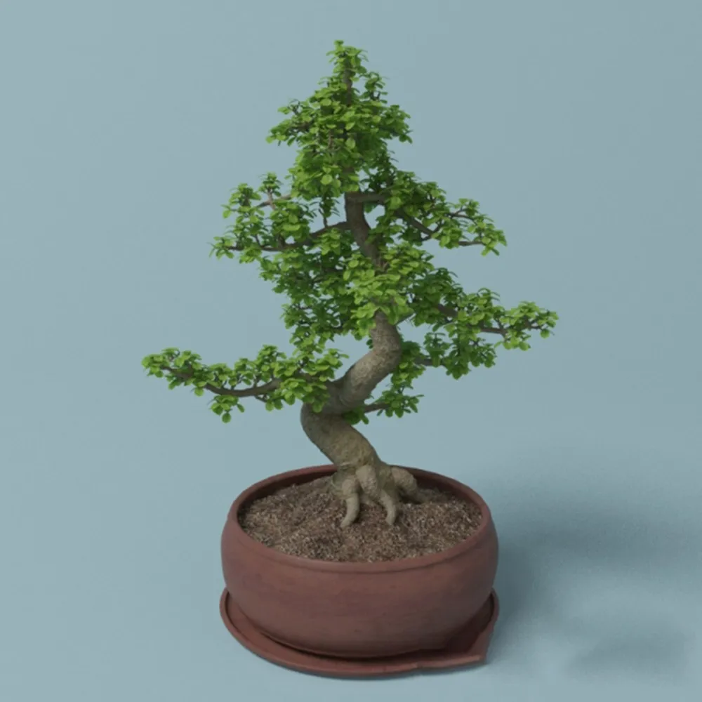 decoration - Ficus - Beautiful tree-shaped plant 3D Model