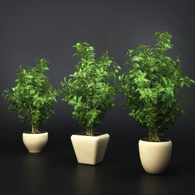 decoration - Ficus Benjaminm 3D Model