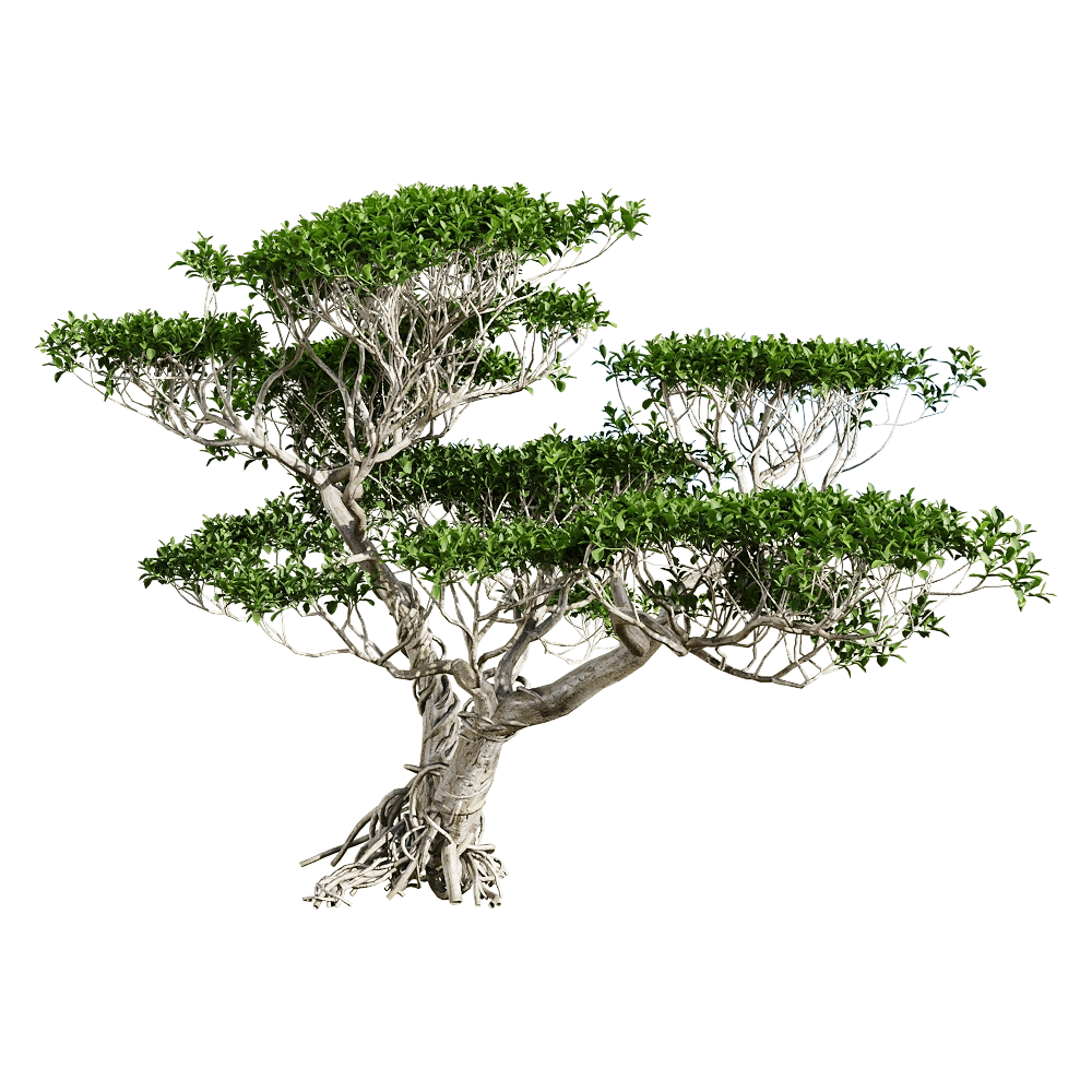 decoration - Ficus concinna 1 3D Model