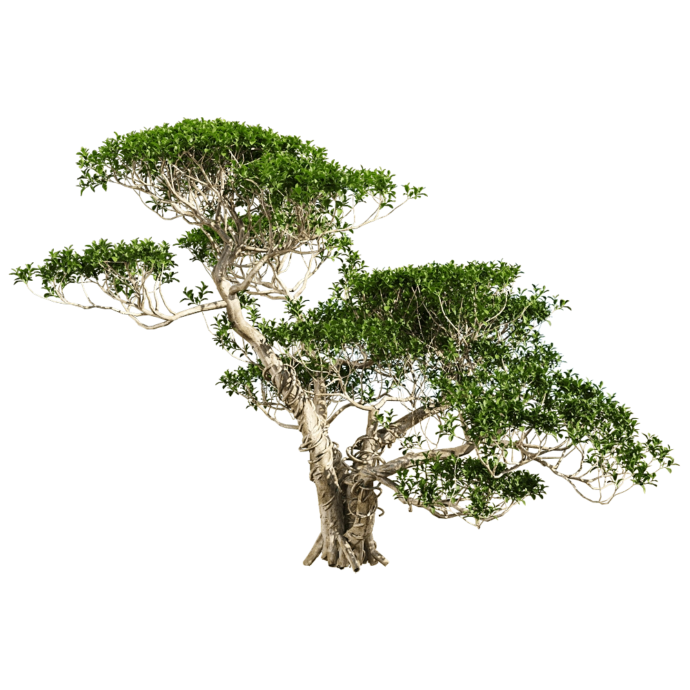 decoration - Ficus concinna 2 3D Model