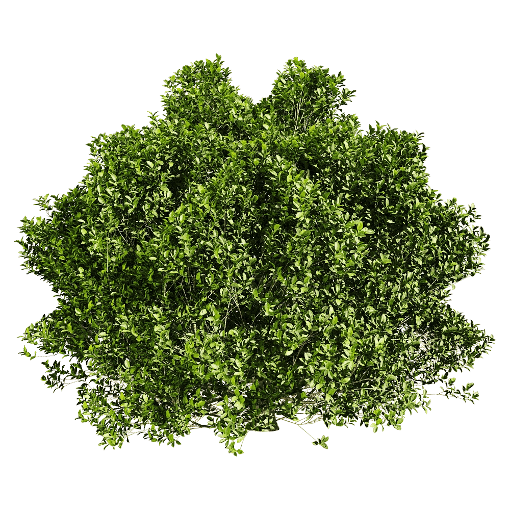 decoration - Ficus concinna 4 3D Model