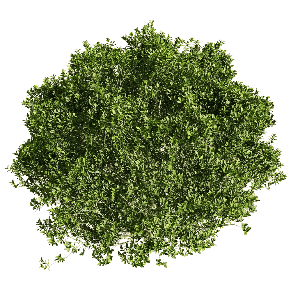 decoration - Ficus concinna 5 3D Model