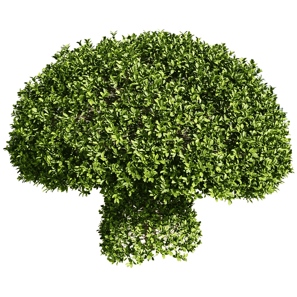 decoration - Ficus concinna 7 3D Model
