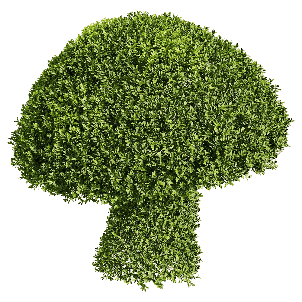 decoration - Ficus concinna 8 3D Model