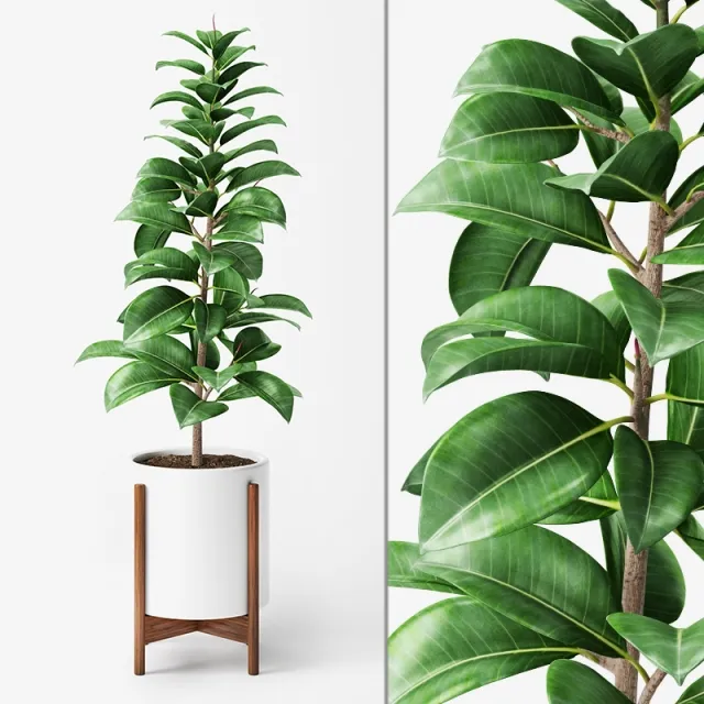 decoration - Ficus Elastica 3D Model