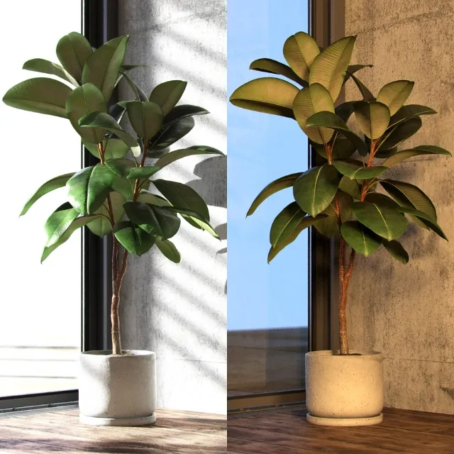 decoration - Ficus elastica 3D Model