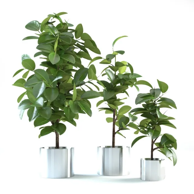 decoration - Ficus elastica 3D Model
