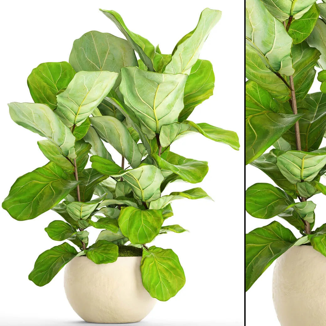decoration - Ficus Elastica 6 3D Model