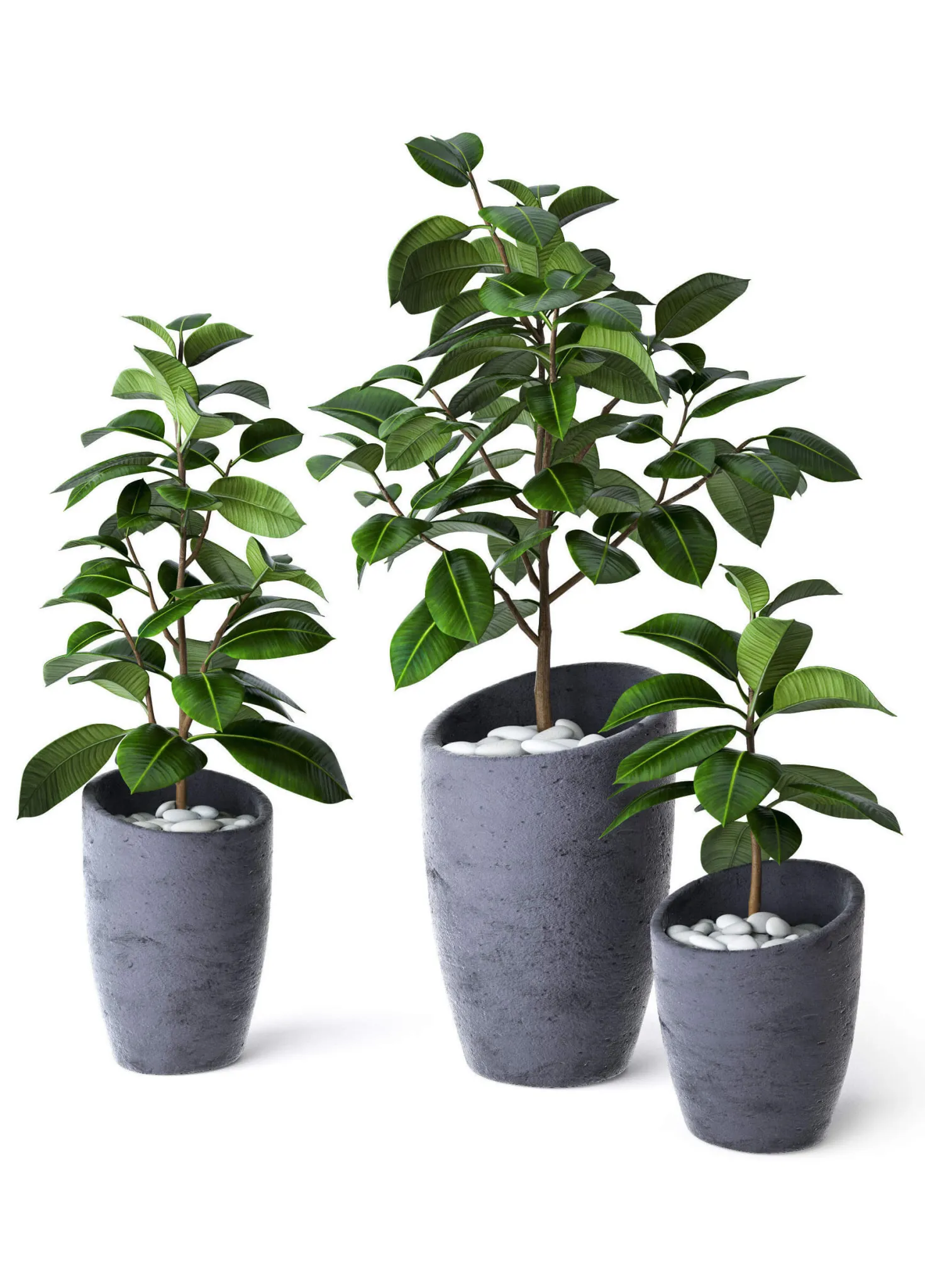 decoration - Ficus Elastica  in a Pot for Interior 3D Model