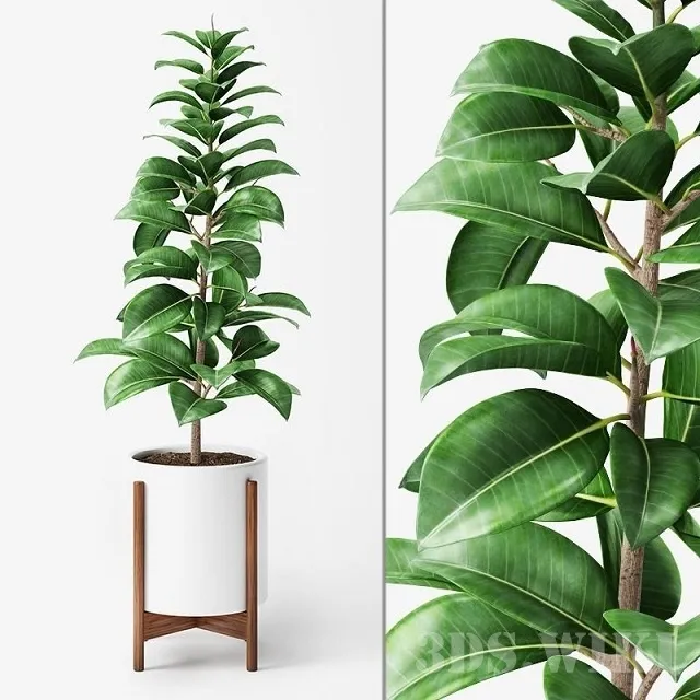 decoration - Ficus Elastica plant in a pot 3D Model