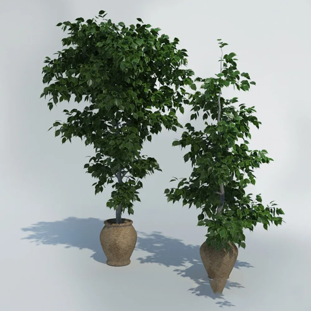 decoration - Ficus in pots 3D Model