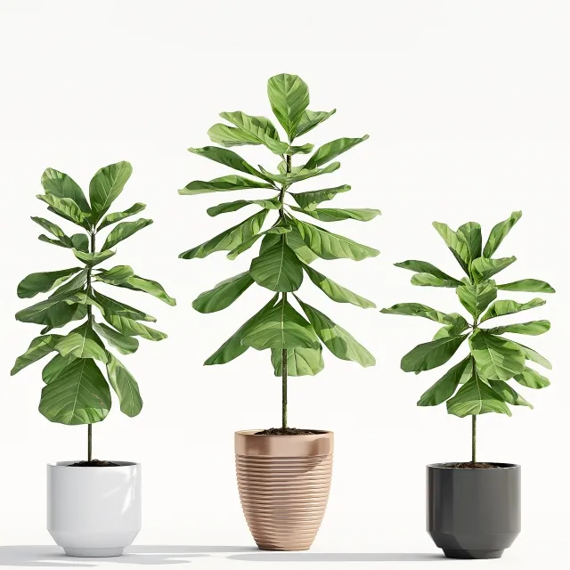 decoration - Ficus Lyrata 3D Model