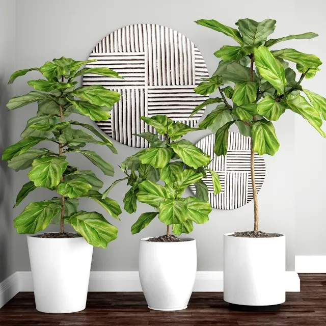 decoration - Ficus lyrata 3D Model