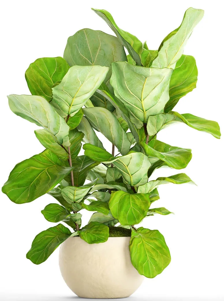 decoration - Ficus Lyrata 3D Model
