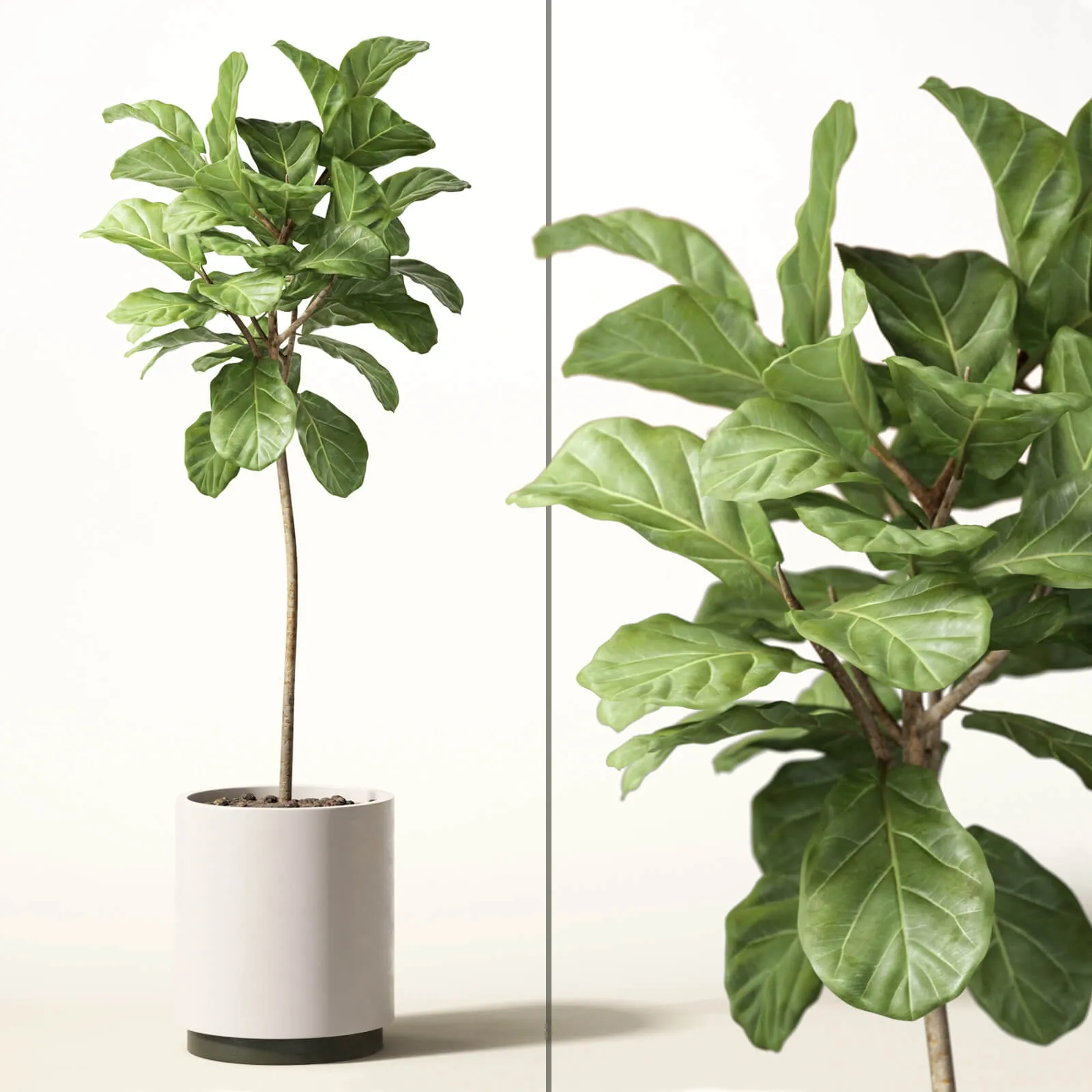 decoration - Ficus Lyrata plant 05 3D Model