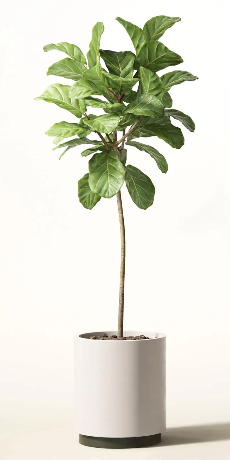 decoration - Ficus lyre 3D Model