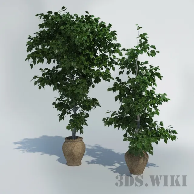 decoration - Ficuses in pots 3D Model