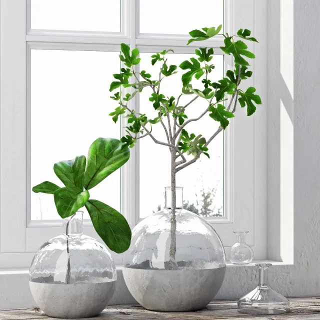 decoration - Fig Plants 3D Model