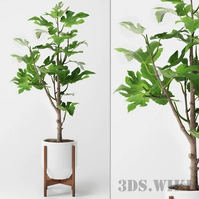 decoration - Fig tree in a pot 3D Model