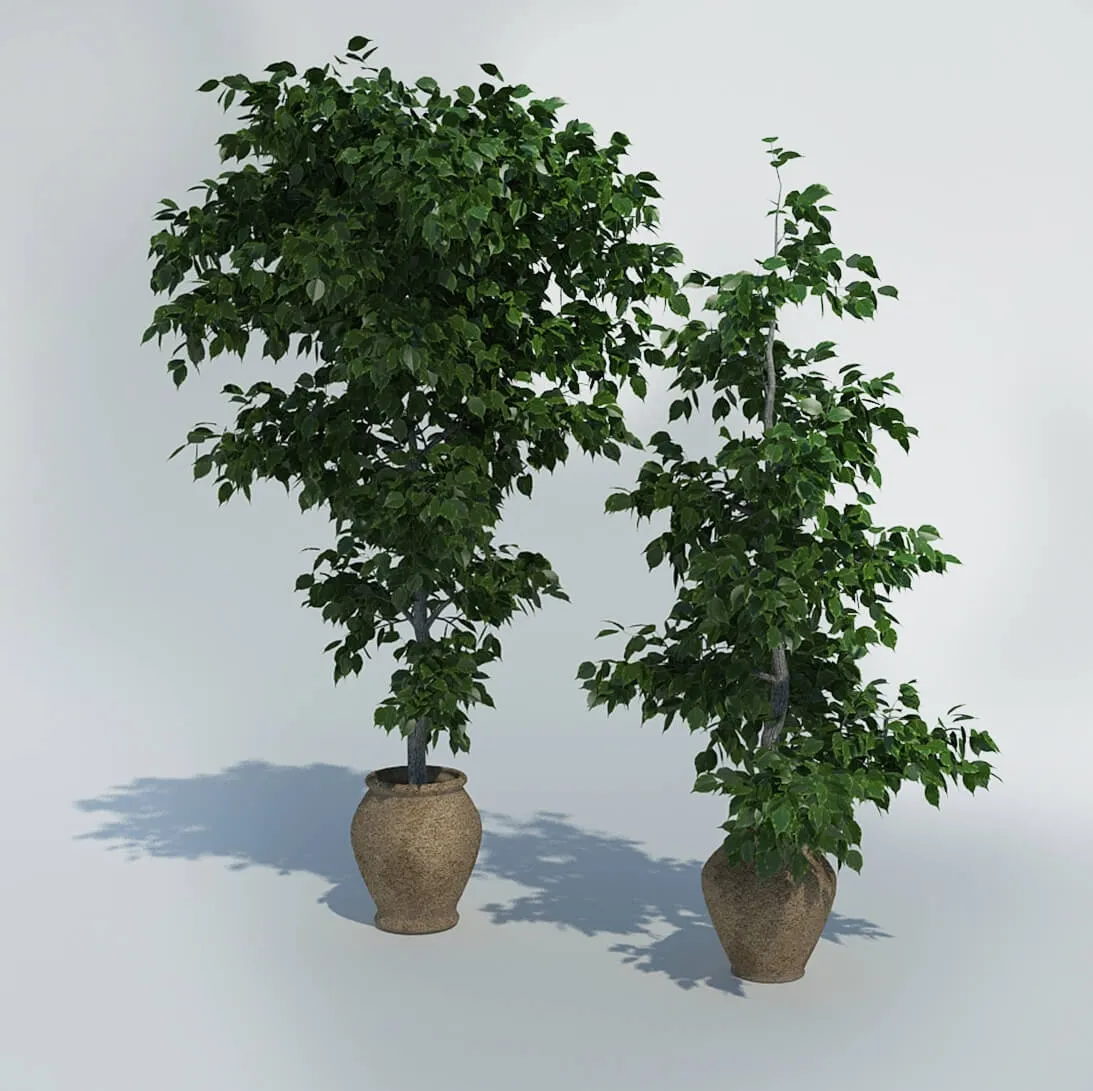 decoration - Fikus 35 3D Model