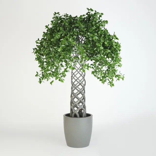 decoration - Fikus 36 3D Model