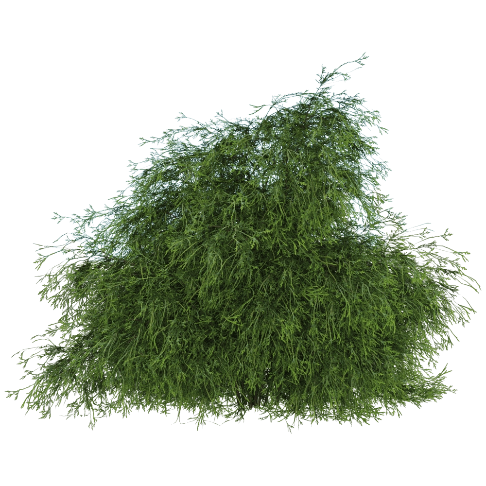 decoration - Filifera Aureai 01 01 3D Model