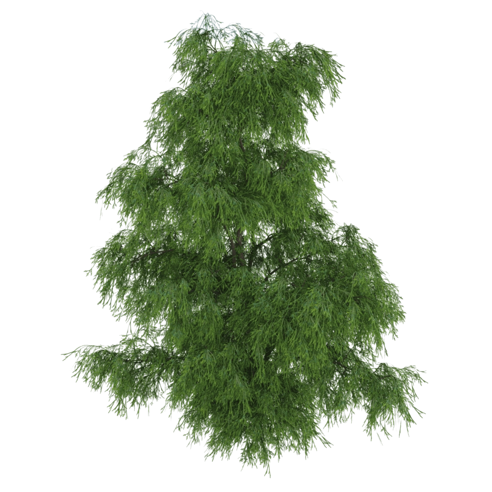 decoration - Filifera Aureai 01 03 3D Model