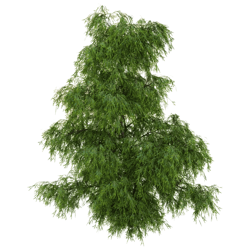 decoration - Filifera Aureai 01 04 3D Model