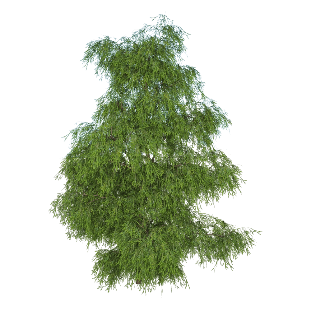 decoration - Filifera Aureai 01 06 3D Model
