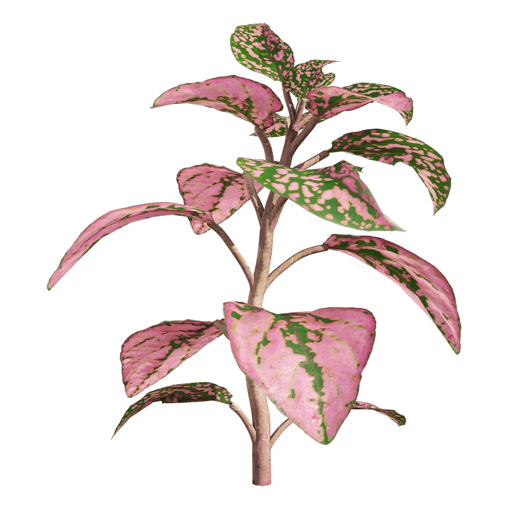 decoration - Fittonia albivenis 1 3D Model