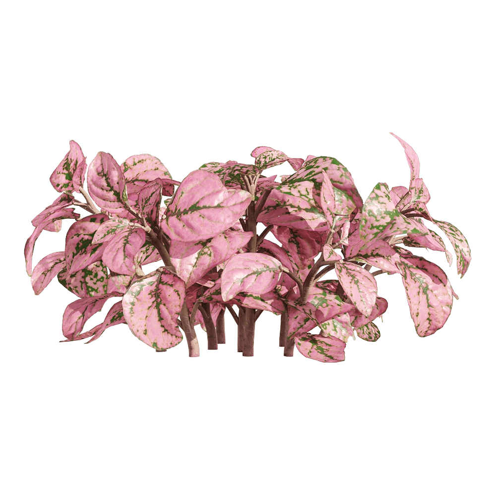 decoration - Fittonia albivenis 2 3D Model