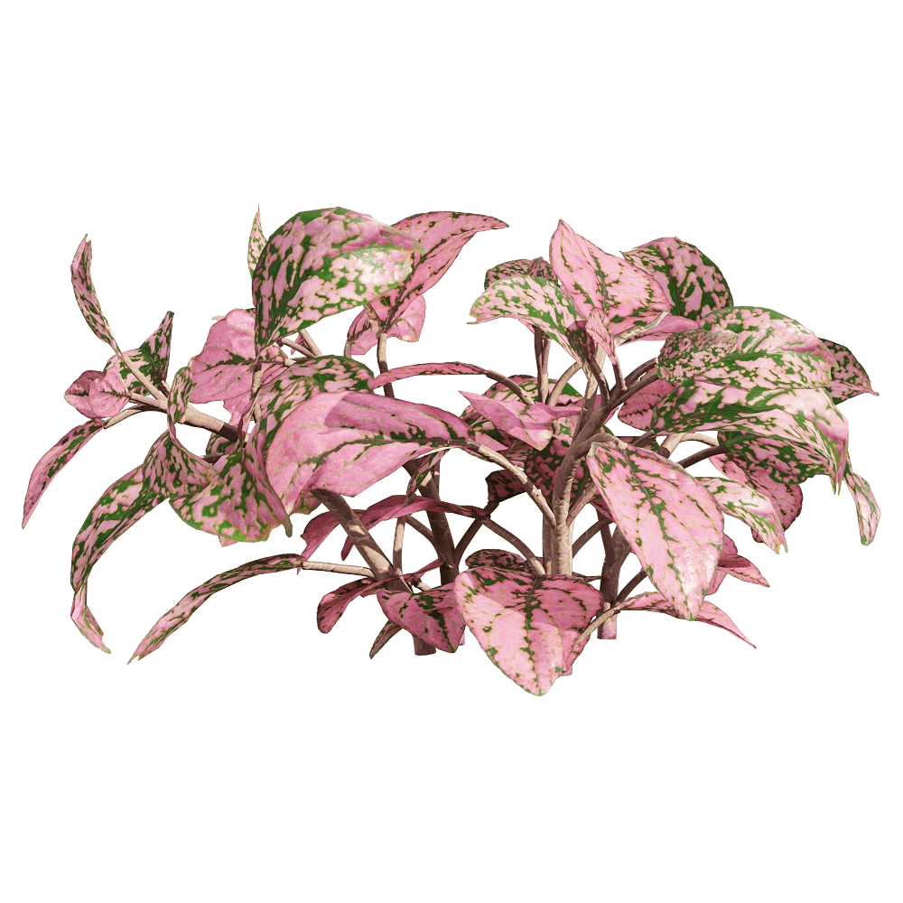 decoration - Fittonia albivenis 3 3D Model