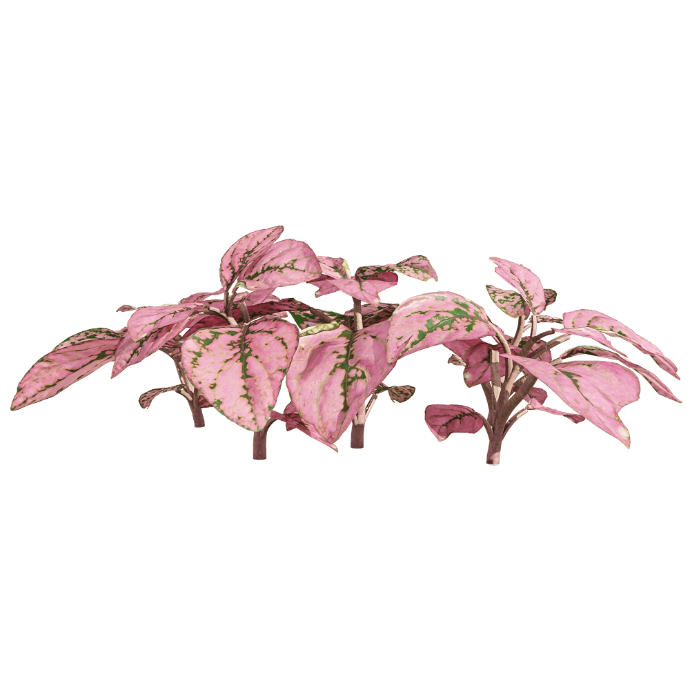 decoration - Fittonia albivenis 4 3D Model