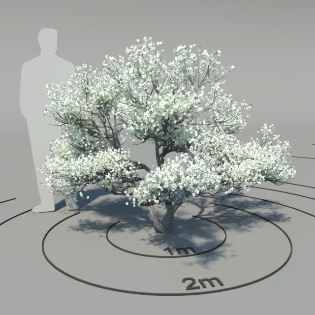 decoration - Flowering dogwood 3D Model