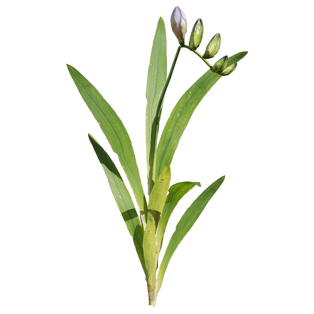 decoration - Freesia hybrida 1 3D Model