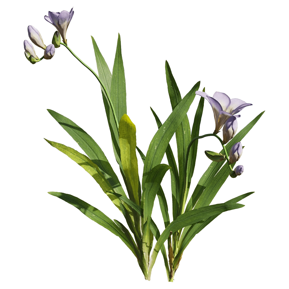 decoration - Freesia hybrida 2 3D Model