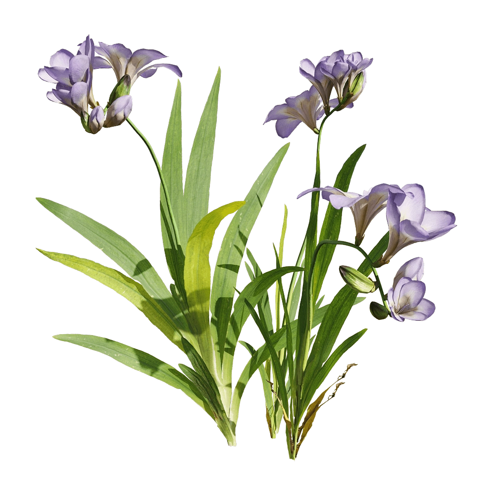 decoration - Freesia hybrida 3 3D Model
