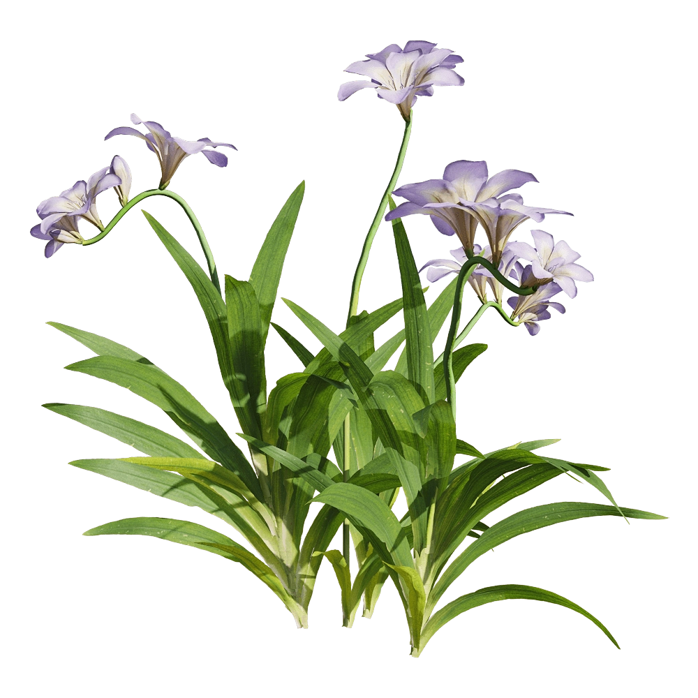 decoration - Freesia hybrida 4 3D Model
