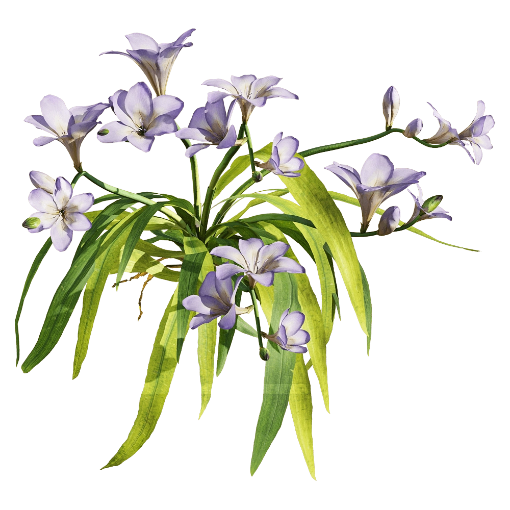 decoration - Freesia hybrida 5 3D Model