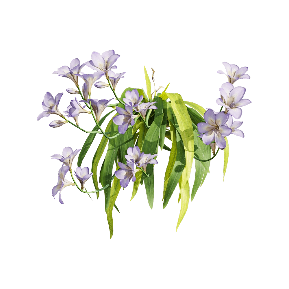 decoration - Freesia hybrida 6 3D Model
