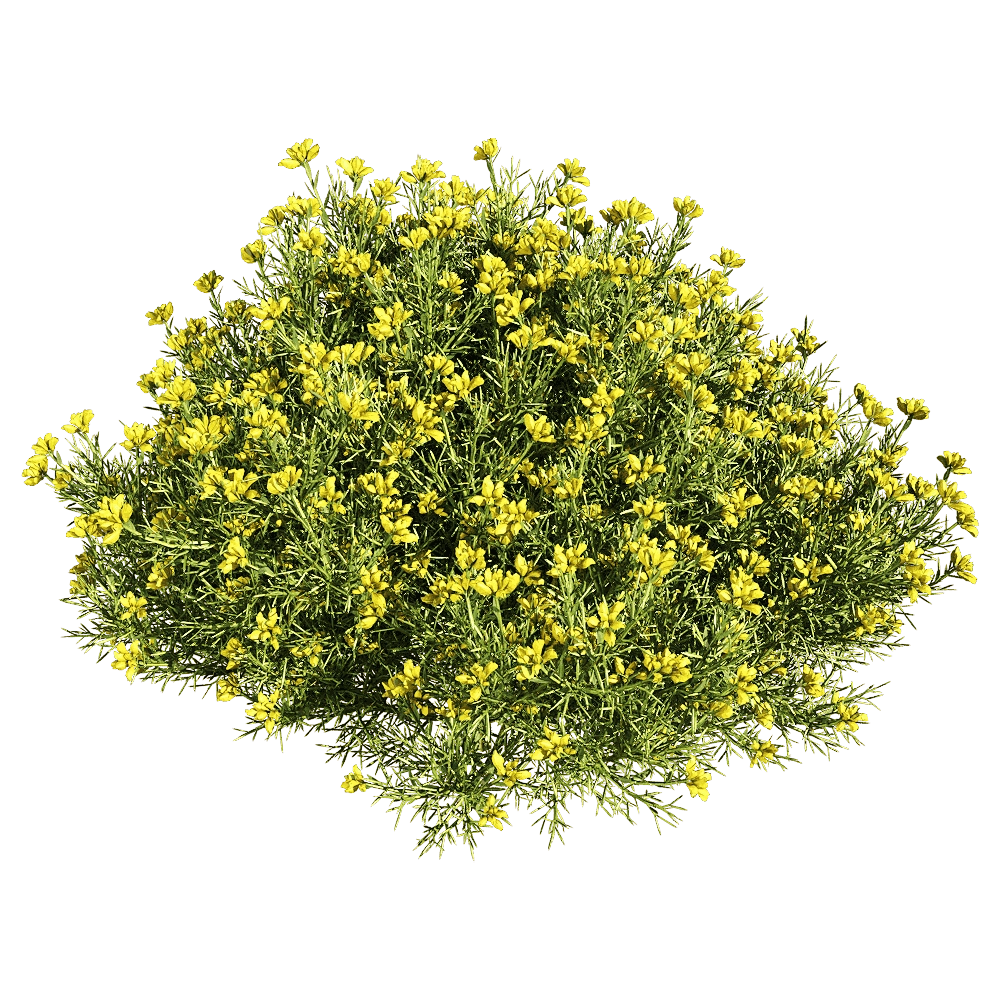 decoration - Genista hispanica 4 3D Model