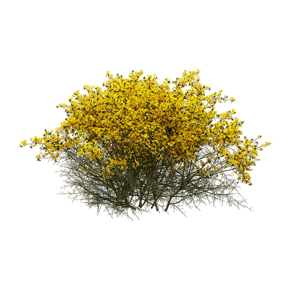 decoration - Genista scorpius 05 3D Model